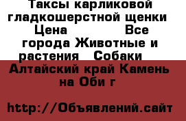 Таксы карликовой гладкошерстной щенки › Цена ­ 20 000 - Все города Животные и растения » Собаки   . Алтайский край,Камень-на-Оби г.